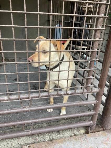 Psi k adopci z útulků, azylů a neziskových organizací
