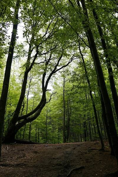 bezplatná Základová fotografie zdarma na téma baldachýn, cesta, divočina Základová fotografie