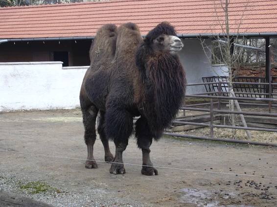 Soubor:Camelus bactrianus zoo vyškov cz.JPG – Wikipedie