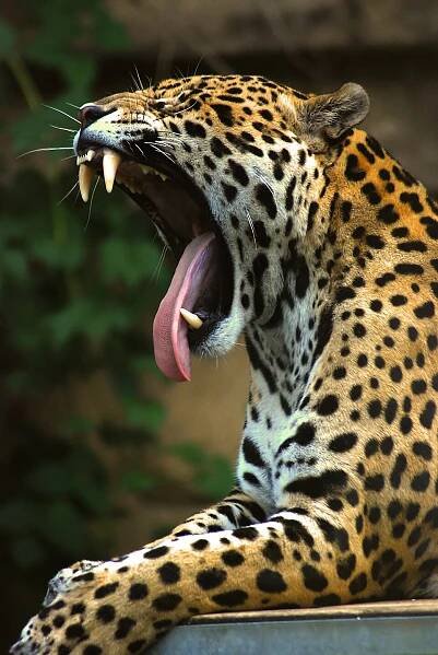Jaguar – Wikipedija