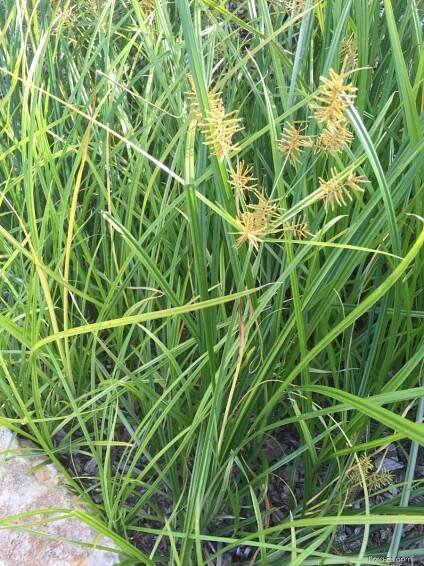 Šáchor jedlý (Cyperus esculentus)
