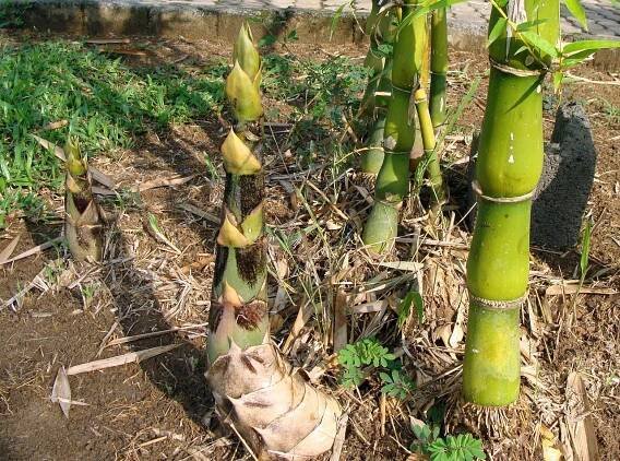 Bamboo shoot festival - 2nd week of June