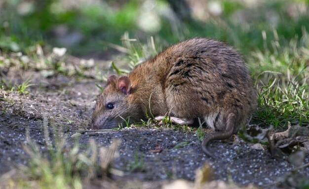 Which is the world’s most numerous mammal?