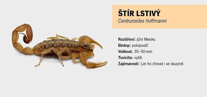 Štíři