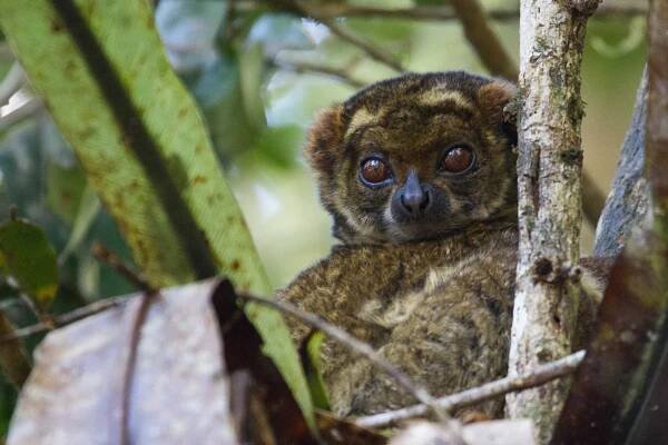 Madagascar Wildlife – Ralph Paprzycki Photography
