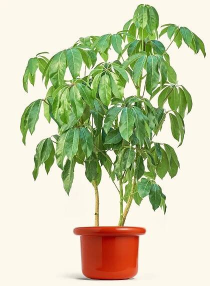 Australian Umbrella Tree in a 10 inches Fat Lip Red Planter 