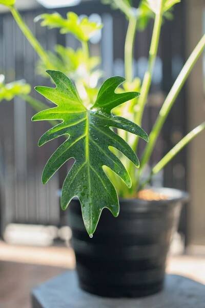 philodendron xanadu chorvat - filodendron - stock snímky, obrázky a fotky