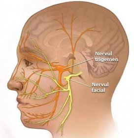 Obličejový a trojklaný nerv