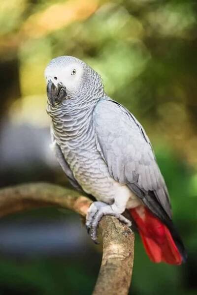 African grey parrot with red tail.