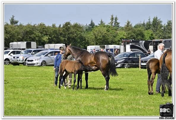 Gallery | 76th Adamstown Agricultural Show
