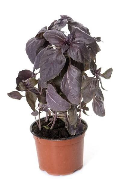 Red Basil Care: How To Grow Red Rubin Basil Plants