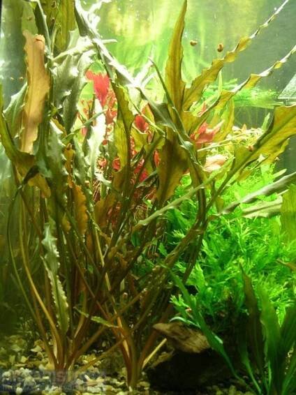 Cryptocoryne beckettii a Cryptocoryne affinis - AKVARISTA.cz