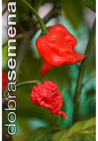 Paprika chilli - CAROLINA REAPER - 10 ks | Dobrasemena.cz