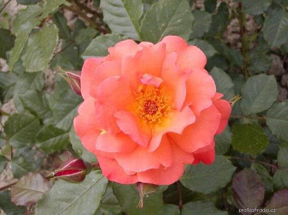 Růže - Rosa Westerland