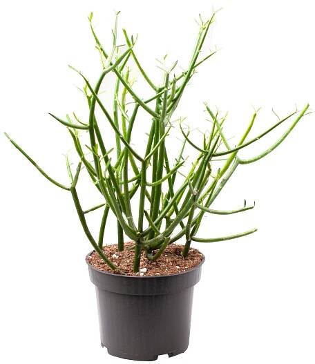 Calathea - Bush - Kvety VICTOR