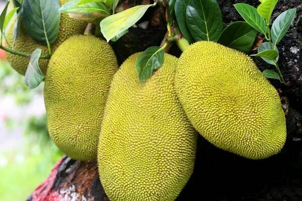 Lexique Canadawide | Fruits et légumes exotiques 