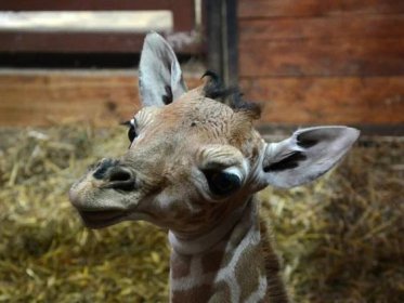 Manulové, žirafa i rosomák. V brněnské zoo se letos narodilo téměř 200 mláďat