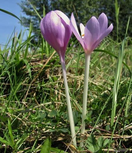 Ocún jesenní (Colchicum autumnale)