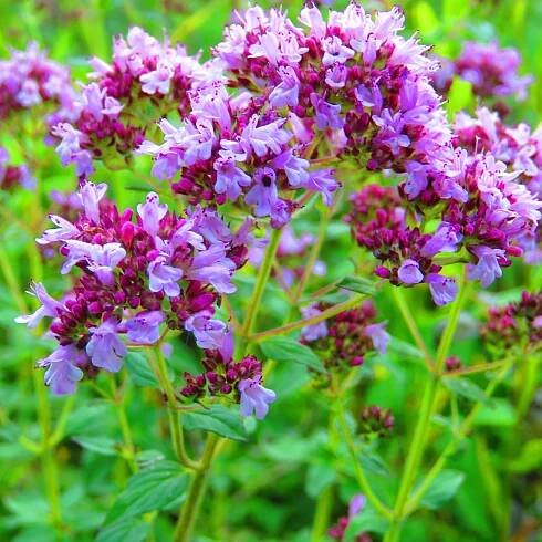 Dobromysl - Origanum vulgare - prodej semen - 1200 ks