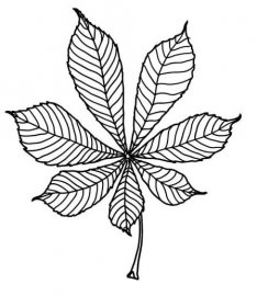 Jesienny liść kasztanowca