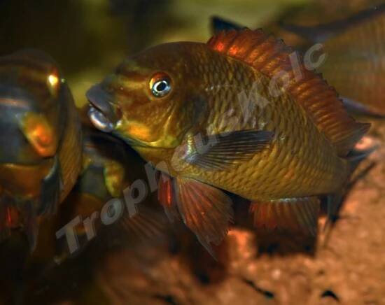 Tropheus sp. Golden Kazumba - Ponuka - Cichlidae