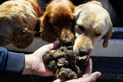 Psi se naučí hledat lanýže poměrně snadno (Zdroj: Shutterstock)