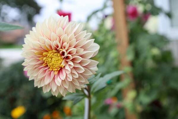 bezplatná Detail Růžové Dahlia V Květu Základová fotografie