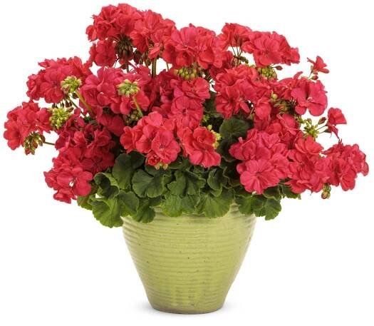 Boldly® Coral - Geranium - Pelargonium interspecific | Proven Winners