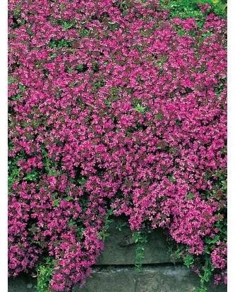 OBI Mateřídouška úzkolistá "Coccineus" červená pr. květináče cca 9 cm x 9 cm nakoupit u OBI
