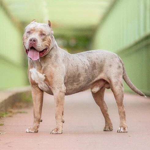 Portrait of an American Bully XL dog outdoors.