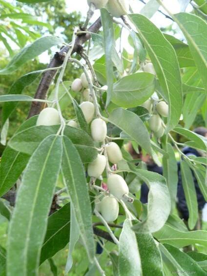 Hlošina úzkolistá (Elaeagnus angustifolia), plody, plodenství