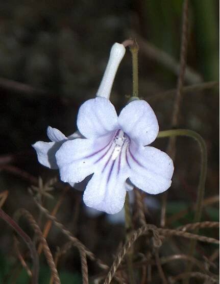Streptocarpus