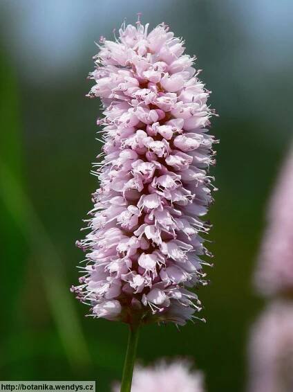 Herbář Wendys - Persicaria bistorta - rdesno hadí kořen