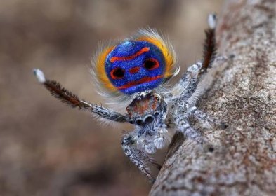 Zásnubní rituál australských pavouků je hotovým uměleckým představením | 100+1 zahraniční zajímavost