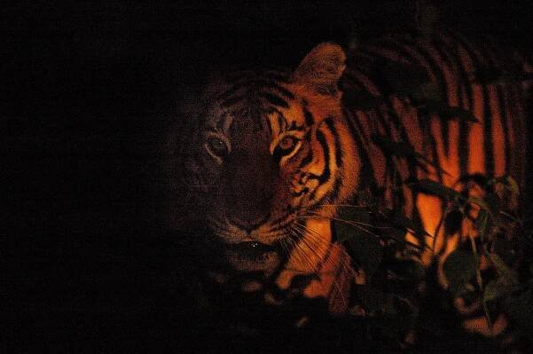 Soubor:Tiger in the night DSC 5138.jpg – Wikipedie