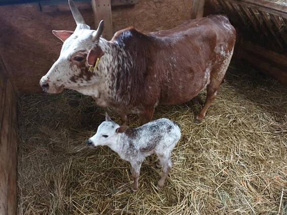 Letošní mrňouskové dělají chovatelům na farmě radost. Jsou úžasně roztomilí