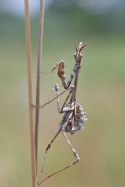 Dictyoptera (Überordnung) – Wikipedia