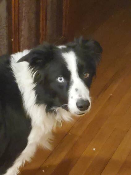 Finn – Adopted