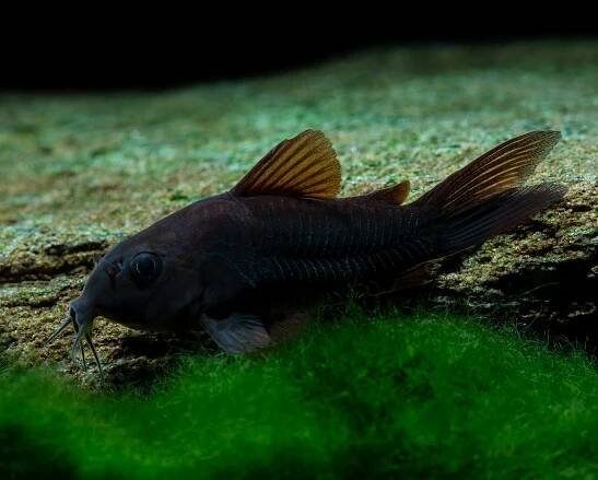 Black Metal Cory - Corydoras aeneus "black" - DNZ