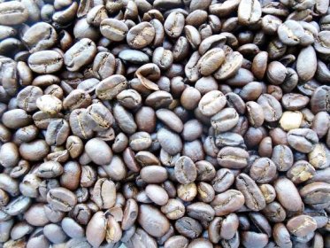 Nejdražší káva světa Kopi Luwak