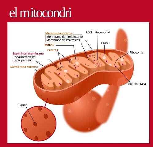 File:Mitocondri (standalone version)-ca.svg