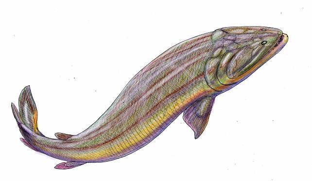 Soubor:Gooloogongia loomesi reconstruction.jpg – Wikipedie