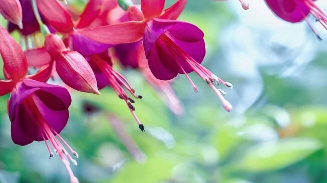 Fuchsie - Zámecká zahrada Buchlovice | Fuchsie - Zámecká zahrada Buchlovice