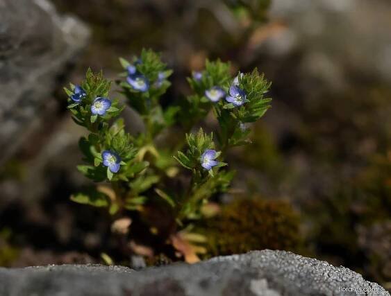 Rozrazil rolní (Veronica arvensis)