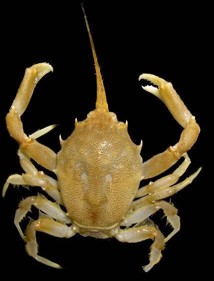 Decapod