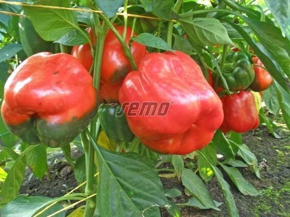 PROFI, Zelenina SEMO - Paprika roční Rubika F1, p2533
