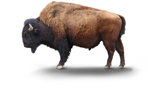 wood bison