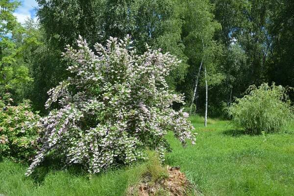 Deutzia scabra (Zdroj: Shutterstock)