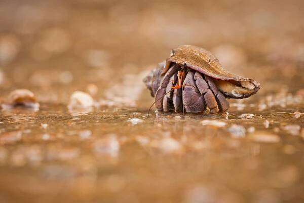 Krab
