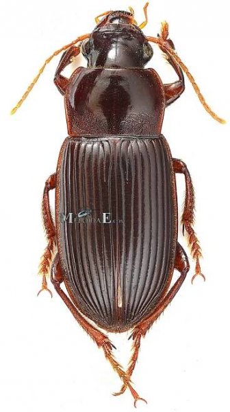 Obrázek - Harpalus calceatus | BioLib.cz
